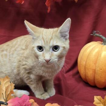 Fox -  Domestic Short Hair Cat for Adoption in Payson, Arizona - Fox | PetCurious