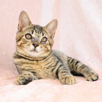 Lt. Dan -  Domestic Short Hair Cat for Adoption in Mobile, Alabama - Lt. Dan | PetCurious
