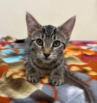 Rescue Domestic Short Hair Cats for Adoption in Ladysmith, Wisconsin - Gucci | PetCurious