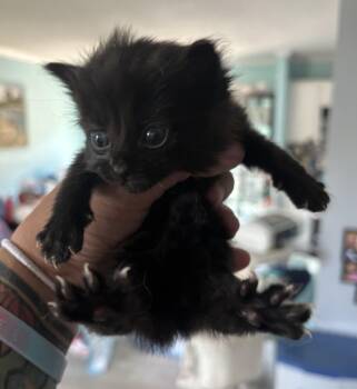 Domestic Short Hair Cats Available for Adoption in Greenville, North Carolina - Lilo | PetCurious