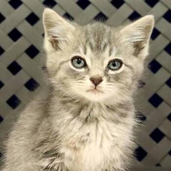 Domestic Medium Hair Cats Available for Adoption - Truffle | PetCurious