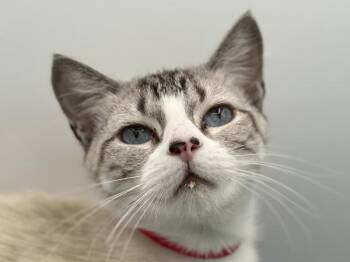 Sylvia -  Siamese Cat for Adoption in Portland, Oregon - Sylvia | PetCurious