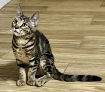 Rescue Domestic Short Hair Cats for Adoption in Los Angeles, California - Monkey & Coco | PetCurious