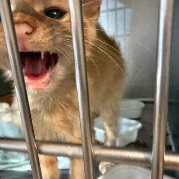 Asiago -  Domestic Short Hair Cat for Adoption in Garfield, Arkansas - Asiago | PetCurious