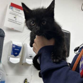 Domestic Short Hair Cats Available for Adoption in Newark, New Jersey - Mello | PetCurious