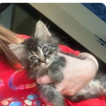 Meredith - in Union Bridge, MD -  Domestic Long Hair Cat for Adoption - Meredith - In Union Bridge, MD | PetCurious