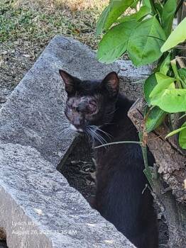 SKELLY TONY -  Domestic Short Hair Cat for Adoption in San Antonio, Texas - SKELLY TONY | PetCurious