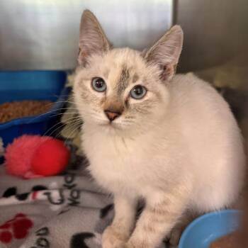 Venus -  Siamese Cat for Adoption in Chehalis, Washington - Venus | PetCurious
