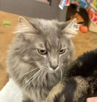 Oliver -  Domestic Medium Hair Cat for Adoption in Walnut Creek, California - Oliver | PetCurious
