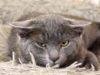 Tracy -  Domestic Short Hair Cat for Adoption in Butte, Montana - Tracy | PetCurious