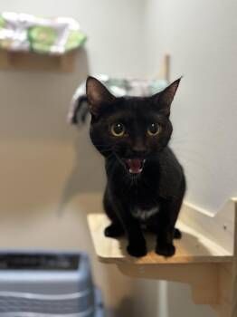 Domestic Short Hair Cats Available for Adoption - Lola Sparks | PetCurious