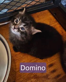 Domino -  Dilute Tortoiseshell Cat Available for Adoption in Kennewick, Washington - Domino | PetCurious