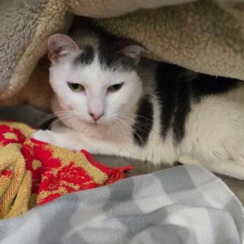 Domino -  Domestic Short Hair Cat for Adoption in San Jacinto, California - Domino | PetCurious