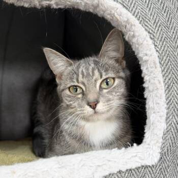 Domestic Short Hair Cats Available for Adoption - Birdie | PetCurious