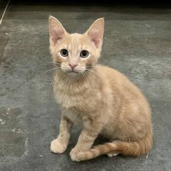 Marmalade -  Domestic Short Hair Cat for Adoption in Fairmont, West Virginia - Marmalade | PetCurious