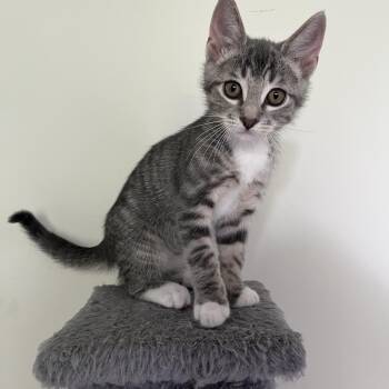 Pascal -  Domestic Short Hair Cat for Adoption in Alexandria, Virginia - Pascal | PetCurious