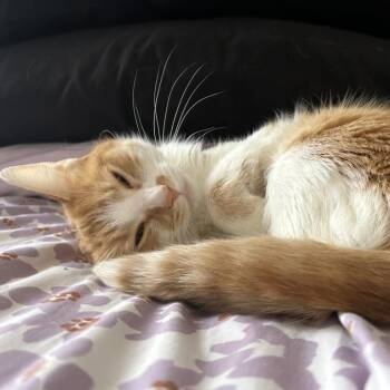 Amelia Bonow -  Domestic Short Hair Cat for Adoption in Chicago, Illinois - Amelia Bonow | PetCurious