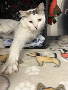 Darwin -  Domestic Medium Hair and Tabby Cat Available for Adoption in Fremont, Nebraska - Darwin | PetCurious