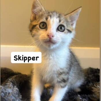 Skipper -  Domestic Medium Hair Cat for Adoption in St. George, Utah - Skipper | PetCurious