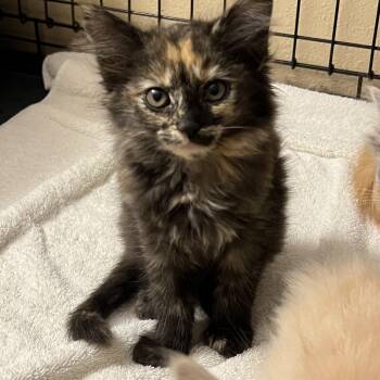 Rescue Tortoiseshell Cats for Adoption in Glendora, California - SGV Tortie | PetCurious