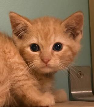 Domestic Short Hair Cats Available for Adoption in Amery, Wisconsin - Curley | PetCurious