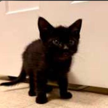 Zinnia -  Domestic Short Hair Cat Available for Adoption in Meridian, Idaho - Zinnia | PetCurious