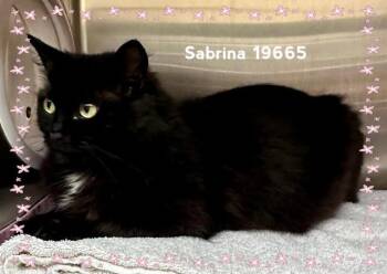 SABRINA -  Domestic Medium Hair Cat for Adoption in Marietta, Georgia - SABRINA | PetCurious