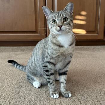 Poppy -  Egyptian Mau and Domestic Short Hair Cat for Adoption in Bountiful, Utah - Poppy | PetCurious