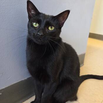 Wild Blackberry -  Domestic Short Hair Cat for Adoption in Warwick, Rhode Island - Wild Blackberry | PetCurious