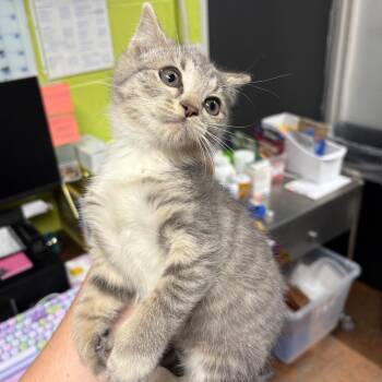 Rescue Domestic Short Hair Cats for Adoption in Morganton, North Carolina - Boo | PetCurious