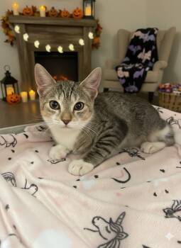 Rescue Domestic Short Hair Cats for Adoption - Friendly | PetCurious