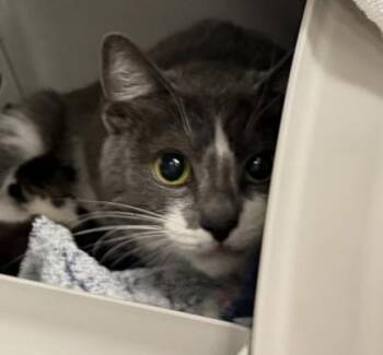 Hand Sanitizer -  Domestic Short Hair Cat for Adoption in Daytona Beach, Florida - Hand Sanitizer | PetCurious