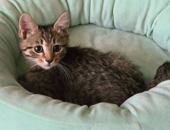 Rescue Domestic Short Hair Cats for Adoption in West Palm Beach, Florida - Bonsai | PetCurious