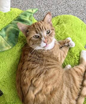 Domestic Short Hair Cats Available for Adoption - Mr. Milo | PetCurious