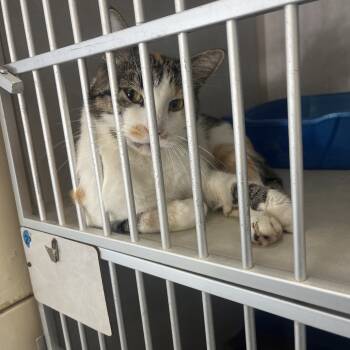 Rescue Domestic Short Hair Cats for Adoption in Summerville, South Carolina - Olivia | PetCurious