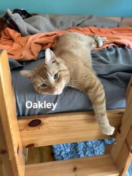 Oakley -  Domestic Short Hair Cat Available for Adoption in Chicopee, Massachusetts - Oakley | PetCurious