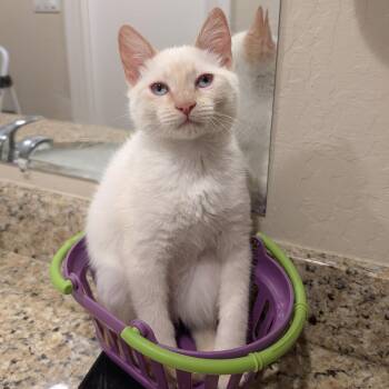 Santa Claws -  Domestic Short Hair Cat for Adoption in Sunnyvale, California - Santa Claws | PetCurious