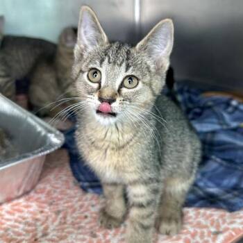 Violeta -  Domestic Short Hair Cat for Adoption in Matteson, Illinois - Violeta | PetCurious