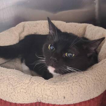 Pixel -  Domestic Short Hair Cat for Adoption in Waltham, Massachusetts - Pixel | PetCurious