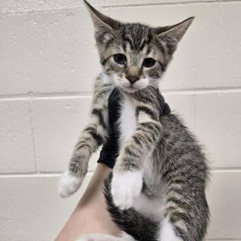 Philly -  Domestic Short Hair Cat for Adoption in Reno, Nevada - Philly | PetCurious