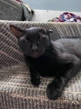 Domestic Short Hair Cats Available for Adoption - Uno | PetCurious