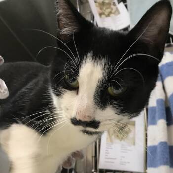 Mustachio -  Domestic Short Hair Cat for Adoption in Newark, New Jersey - Mustachio | PetCurious