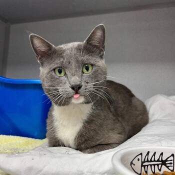 Domestic Short Hair Cats Available for Adoption - Kyle | PetCurious