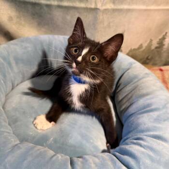 Arlington -  Domestic Short Hair Cat for Adoption in Buffalo, Minnesota - Arlington | PetCurious