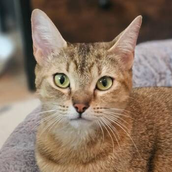 Eris -  Abyssinian and Domestic Short Hair Cat for Adoption in Montreal, Quebec - Eris | PetCurious