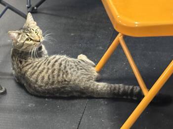 Rescue Domestic Short Hair Cats for Adoption in Melbourne, Arkansas - Clark | PetCurious