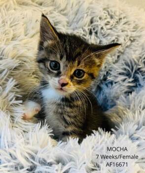Mocha -  Domestic Short Hair Cat for Adoption - Mocha | PetCurious