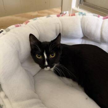 Domestic Short Hair Cats Available for Adoption in Seven Valleys, Pennsylvania - Millie | PetCurious