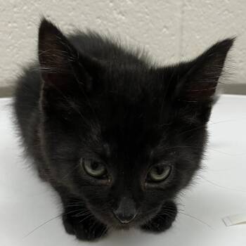 Midnight - Chow Hound Northland -  Domestic Short Hair Cat for Adoption in Grand Rapids, Michigan - Midnight - Chow Hound Northland | PetCurious