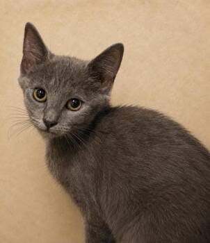 Cleric 1142-26 -  Domestic Short Hair Cat for Adoption in Cumming, Georgia - Cleric 1142-26 | PetCurious
